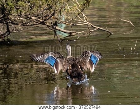 An Eastern Spot-billed Duck, Anas Zonorhyncha, Flies Over A Small Pond Near Yokohama, Japan Just Bef