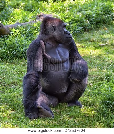 Gorilla In Washington Zoo
