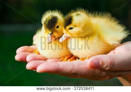 Two Little Cute Duckling Sit On Palms Of Hands