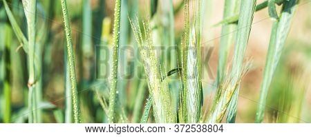 Long Banner Ears Of Corn In The Field, Macro A Drop Of Dew Or Rain. Wheat Ear In Droplets Of Dew In 