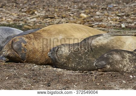 Southern Elephant Seals (mirounga Leonina) Hauled Out To Moult On The Coast Of Carcass Island In The
