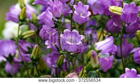 Blue Campanula Canterbury Bells Flowers In Full Bloom In Summer Cottage Garden