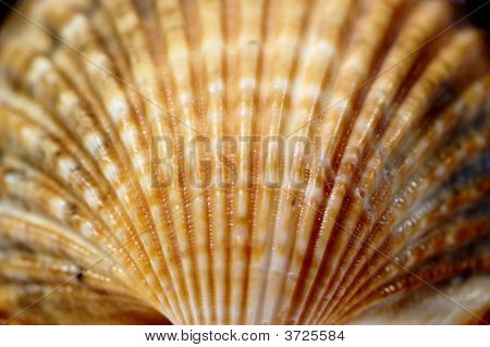 Sea Shell
