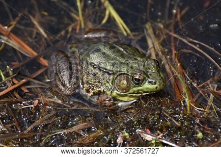 Terrific Green Toad In A Wetland Swamp Or Marsh.