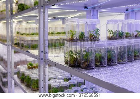 Growing Paulownia Plants Under Sterile Conditions. Micropropagation Of Flowers And Trees In The Labo