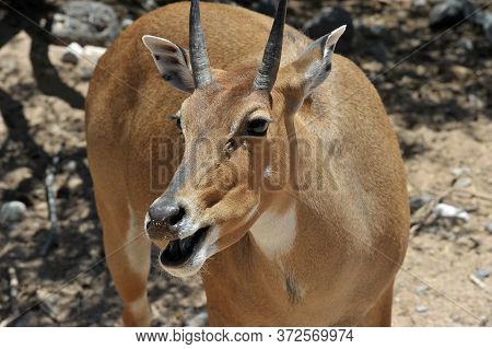 Boselaphus Tragocamelus (antelope Nilgai) In Out Of Africa Wildlife Park