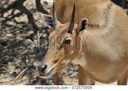 Boselaphus Tragocamelus (antelope Nilgai) In Out Of Africa Wildlife Park