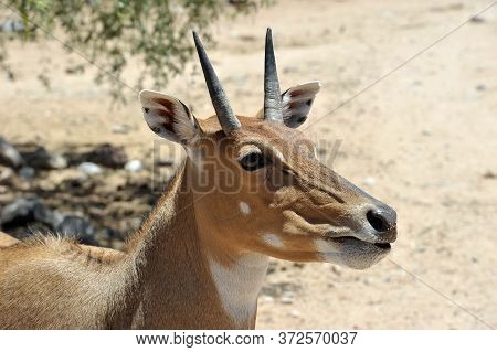 Boselaphus Tragocamelus (antelope Nilgai) In Out Of Africa Wildlife Park
