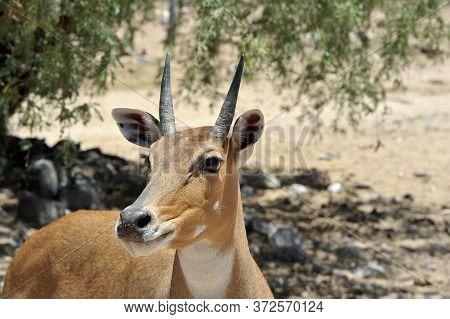 Boselaphus Tragocamelus (antelope Nilgai) In Out Of Africa Wildlife Park