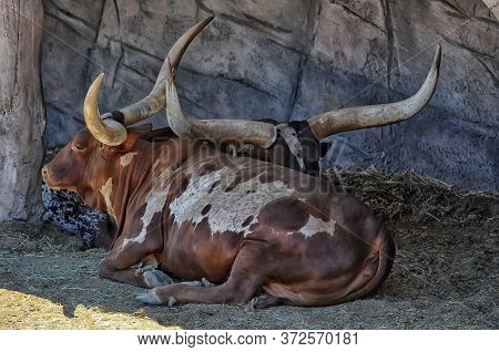 Pair Of Watussi In Out Of Africa Wildlife Park