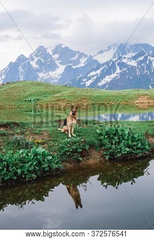German Shepherd Travels In The Mountains Of The North Caucasus. Koruldi Lakes, Georgia, Svaneti. The