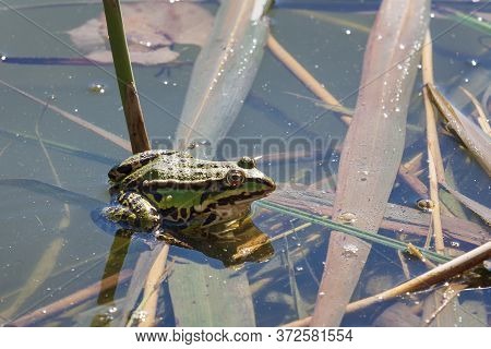 Bufo Bufo - The Toad Is Heated On The Surface Of The Reservoir. There's A Reflection In The Water.