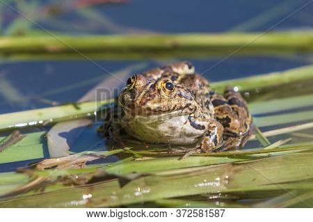 Bufo Bufo - The Toad Is Heated On The Surface Of The Reservoir. There's A Reflection In The Water.