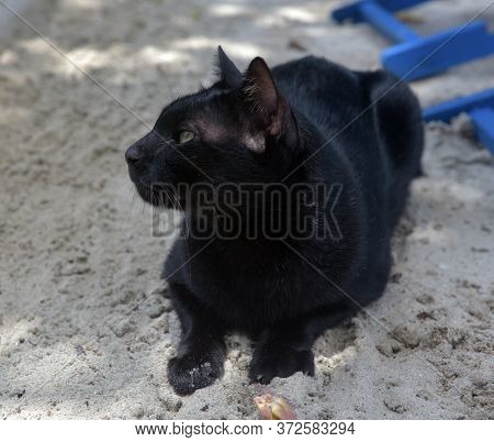 Black Cat On The Sand Close Up