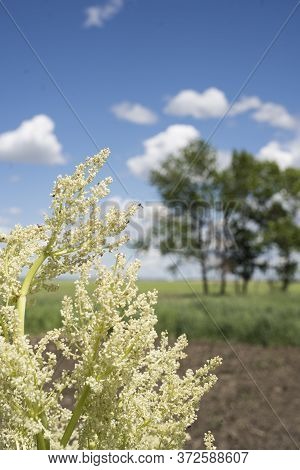 A Rhubarb Plant Turns To Bloom Over The Alberta Prairies As Its Flowers Spread Seeds To Germinate Ne