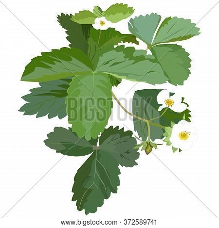 Garden Strawberry Plant Blossom, Vector Flat Isolated Illustration