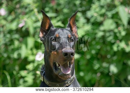 Portrait Of Cute Doberman Pinscher In The Sping Park. Pet Animals.