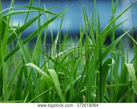 Green Grass In The Background Blue Color
