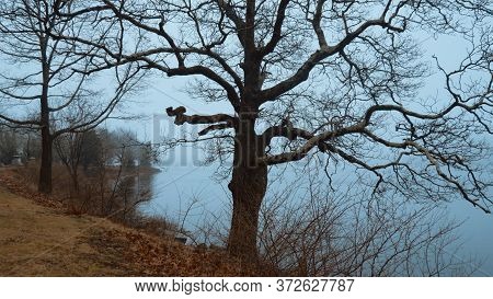 Myterious Trees And A Crucifix In The Mist - Creepy Scary Picture