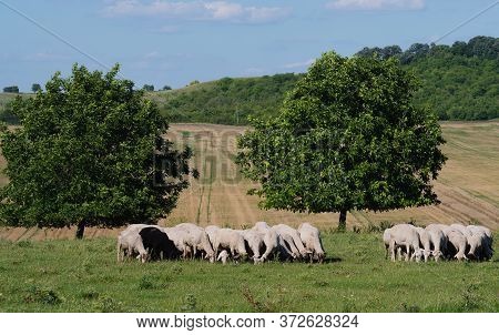 Ewes And Ewe Lambs Graze On A Meadow In The Bulgaria