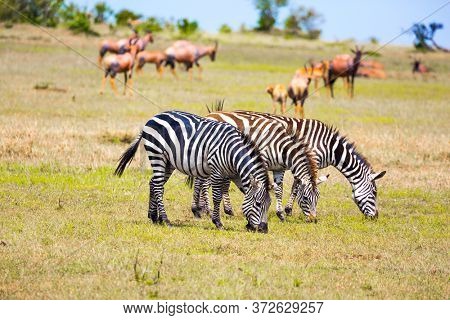 Tsessebe antelopes and zebras graze together nearby. African Safari in Kenya. Magnificent trip to the African savannah. Ecological, active and phototourism concept