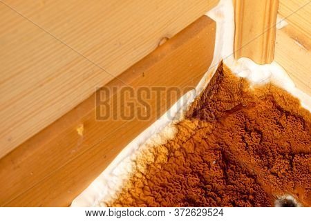 An Element Of A Growing Fungus Serpula Lacrymans On Walls And Floors In A Residential Building It Is