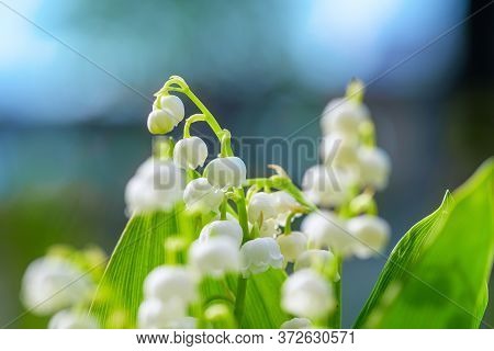 Flower Spring Lily Of The Valley Background Horizontal Close-up Macro Shot. Bouquet Of Lilies Of The