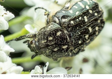 Tropinota Hirta - A Beetle From The Family Scarabaeidae, Belonging To The Group Cetoniinae, Close Up