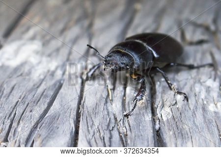 Black Beetle Ekoxe Close-up On A Wooden Planks Background