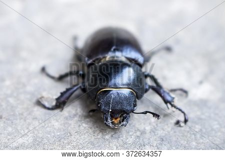 Portrait Of A Black Beetle Ekoxe Close-up On A Stone Background