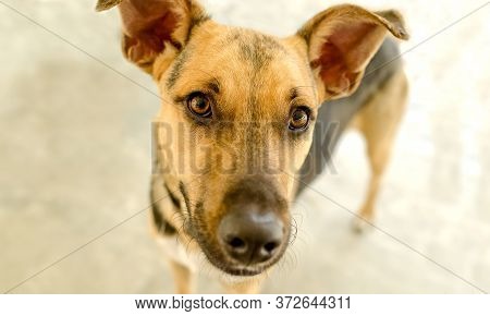 A German Sheppard Dog Is Looking Right Into The Camera