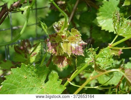 The Grapevine Is Affected With Fungal Disease, Anthracnose Disease And Needs Treatment.