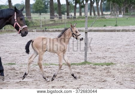 Little Yellow Foal, Trosts Next To The Mother, One Week Old, During The Day With A Countryside Lands