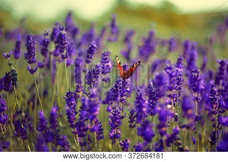 Lavender Field, Lavender Flowers In Defocus. Violet Field, Beautiful Nature, Allergy. Butterfly Sits