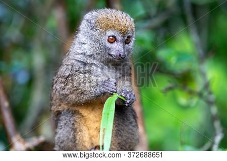 One Bamboo Lemur With A Blade Of Grass On A Branch
