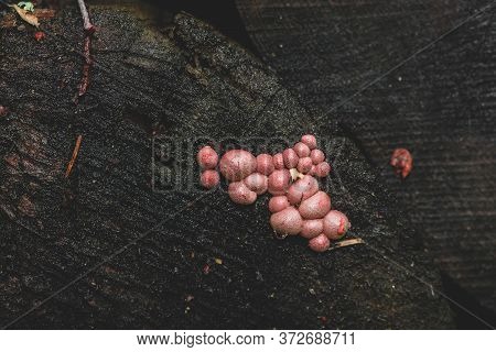 Strange Looking Pink Mushrooms (lycogala Epidendrum, Wolf Milk Or Groening Slime) Growing On Old, Da