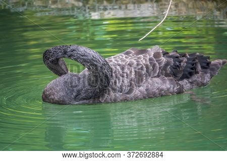 A Graceful Black Swan With A Red Beak Is Swimming On A Lake With Dark Green Water. Black Swan With R