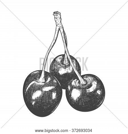 Sketch Of Cherry Berries. 3 Ripe Cherry Are Petiolate On A Single Branch. Drawn By Hand And Isolated