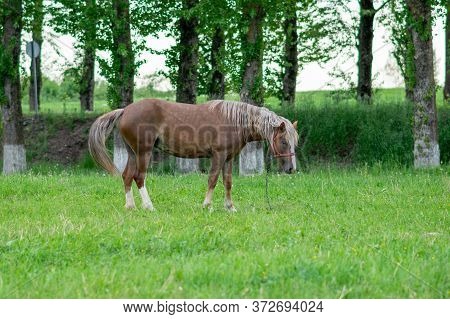 Silvery Bay Horse In A Field On A Paddock.