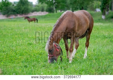 Silvery Bay Horse In A Field On A Paddock.