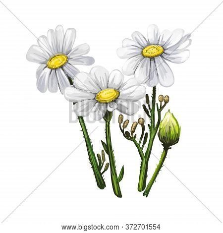 Chamomile Or Camomile Daisy-like Plant Of Family Asteraceae Digital Art Illustration. Blooming Flowe