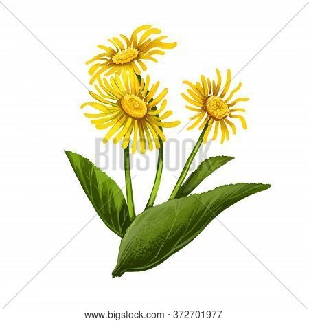 Elecampane Isolated Digital Art Illustration. Inula Helenium, Horse-heal Elfdock, Widespread Plant S