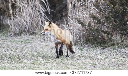 The Fire Island Fox Is Walking Around The Side Of The Road Looking For Food.