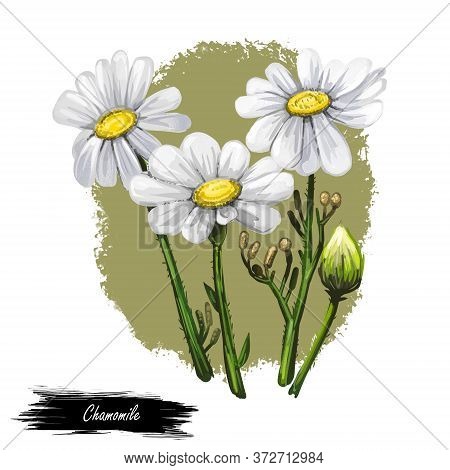 Chamomile Or Camomile Daisy-like Plant Of Family Asteraceae Digital Art Illustration. Blooming Flowe