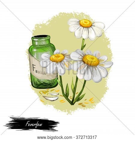 Feverfew Or Chamomile Or Camomile Daisy-like Plant. Tanacetum Parthenium Digital Art Illustration. B
