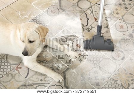 Naughty Dog Is Lying On Dirty Floor And Guiltily Turned Away From Owner With Vacuum Cleaner