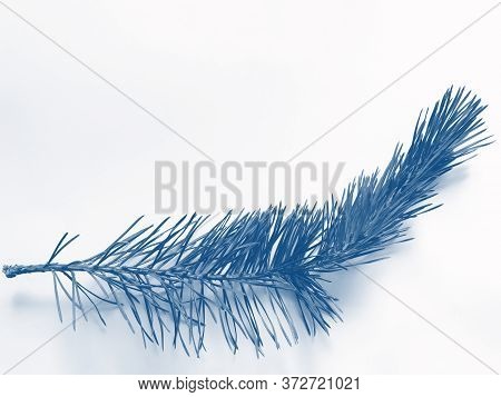 Part Of The Pine Branch. Isolated On White Background. Phantom Blue