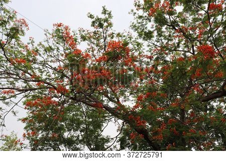 Blossom Royal Poinciana Or Flamboyant (delonix Regia) Flowers On Tree At Mandla Road, Madhya Pradesh