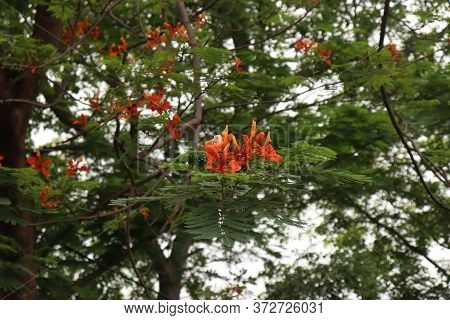 Blossom Royal Poinciana Or Flamboyant (delonix Regia) Flowers On Tree At Mandla Road, Madhya Pradesh