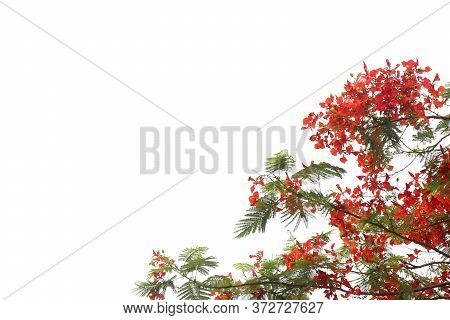 Blossom Royal Poinciana Or Flamboyant (delonix Regia) Flowers On Tree At Mandla Road, Madhya Pradesh